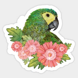 Red-bellied Macaw Sticker